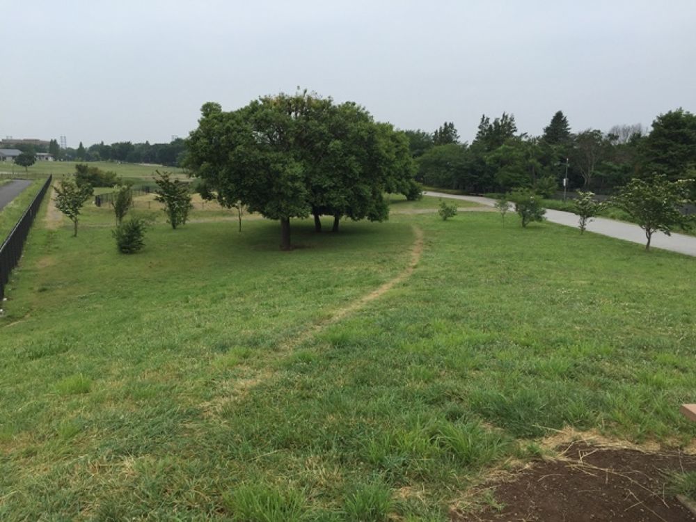 飛行機が飛び交う武蔵野の森公園の写真3