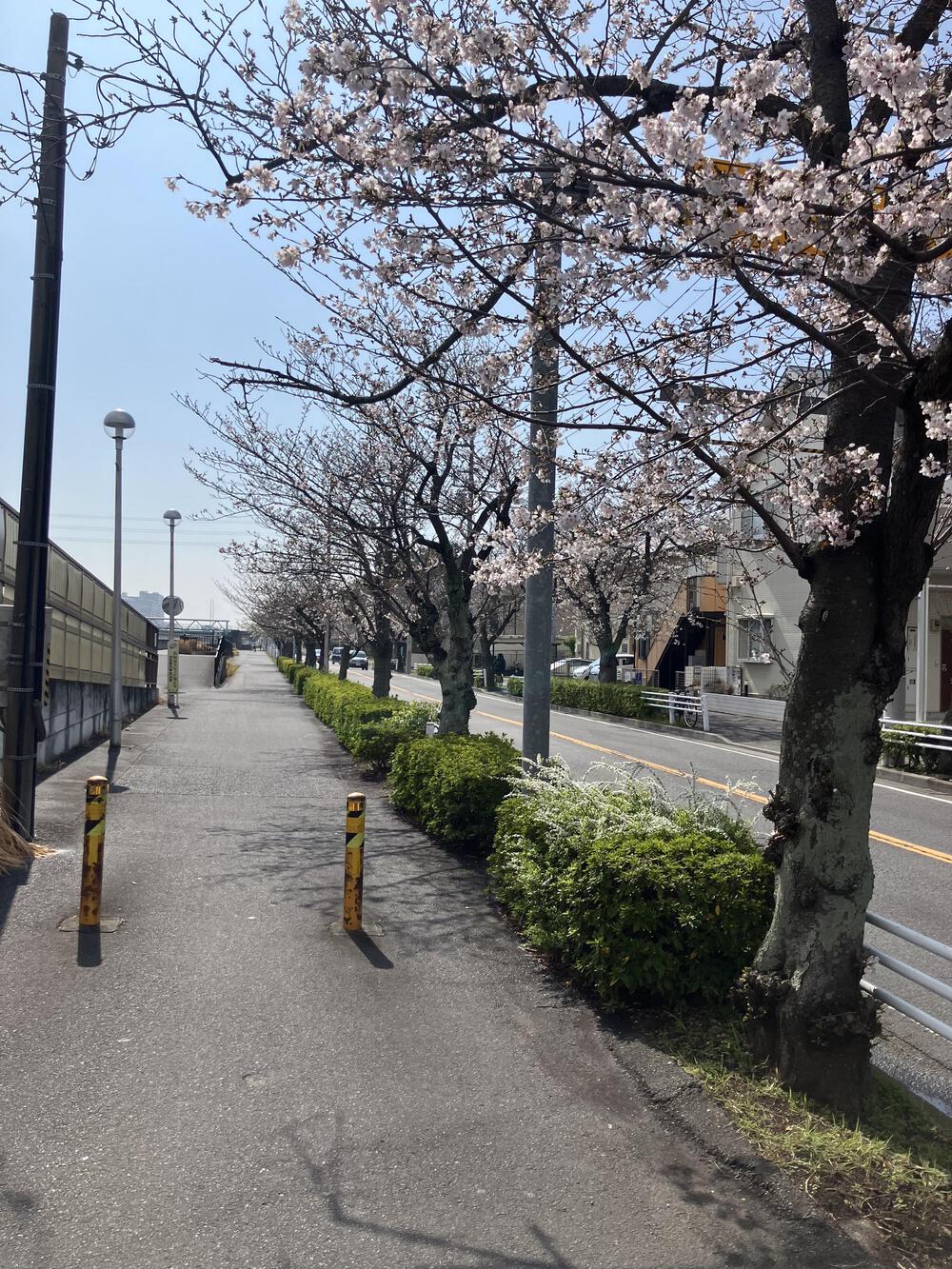 浦安駅からＤパーク境川花見ラン5キロの写真5