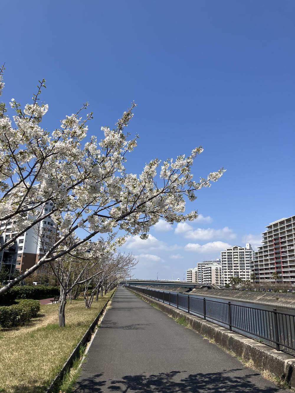 浦安駅からＤパーク境川花見ラン5キロの写真6