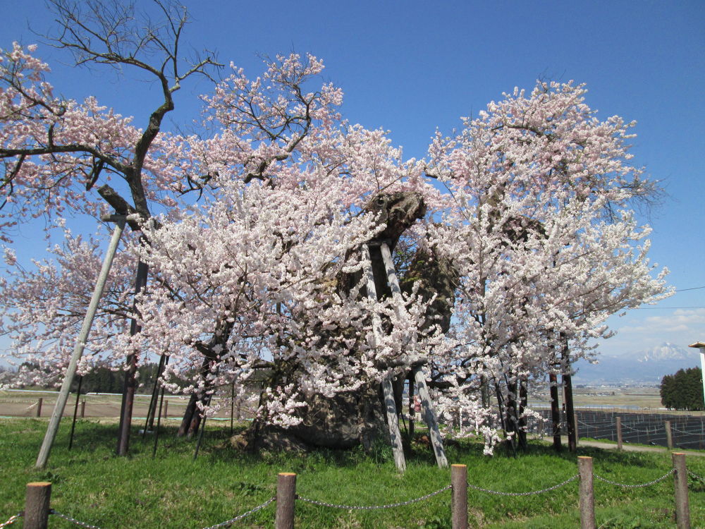 会津美里・桜と三重の塔をめぐる歴史ＲＵＮの写真3