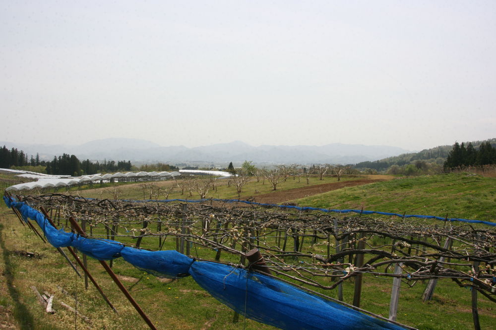 会津美里・桜と三重の塔をめぐる歴史ＲＵＮの写真6