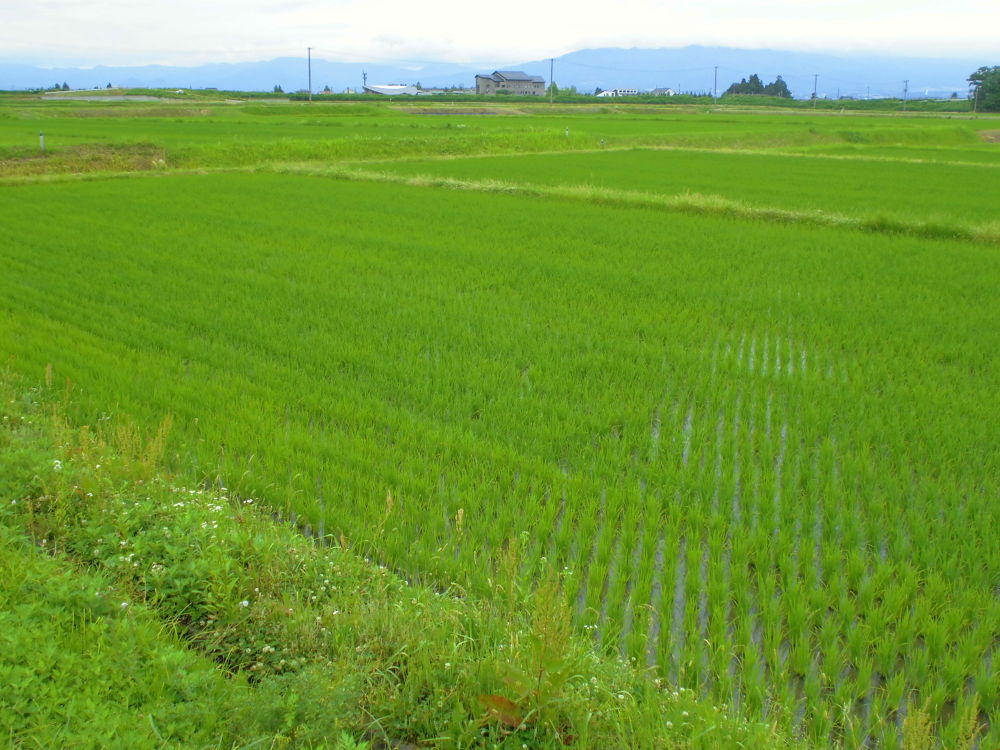 会津美里・桜と三重の塔をめぐる歴史ＲＵＮの写真13
