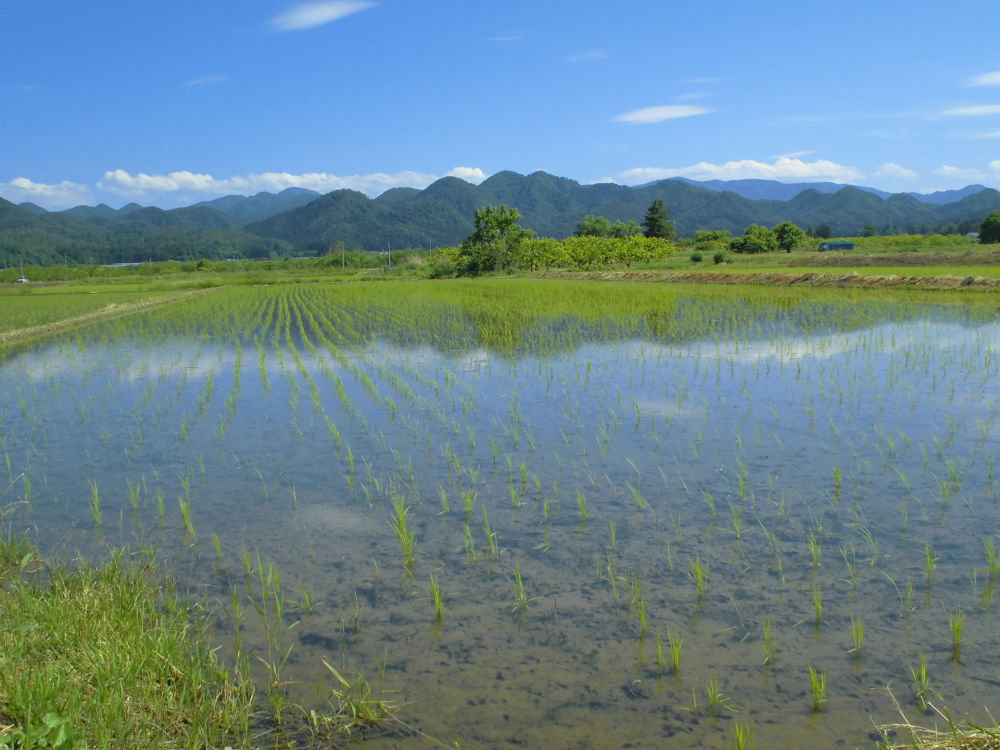 会津美里・清流宮川の桜並木と併走RUNの写真3