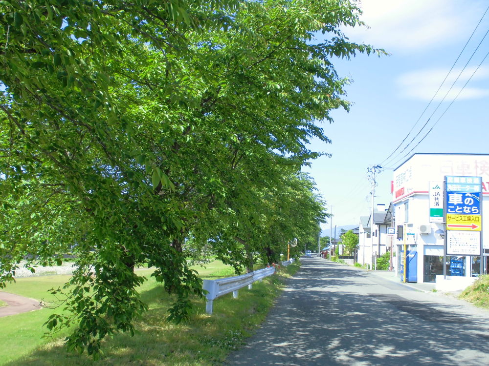 会津美里・清流宮川の桜並木と併走RUNの写真5