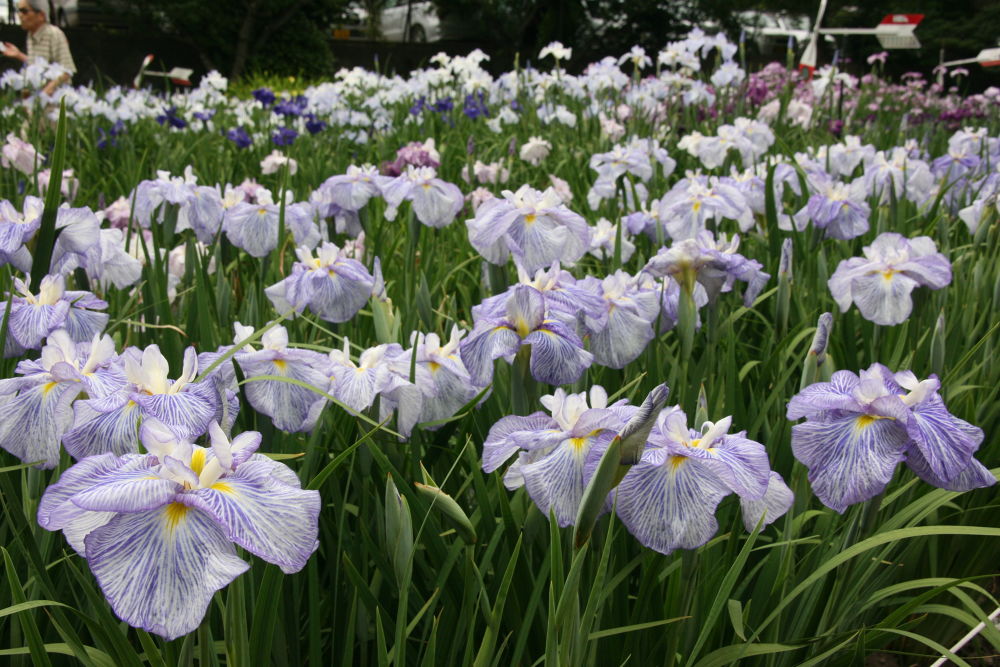 会津美里・清流宮川の桜並木と併走RUNの写真7