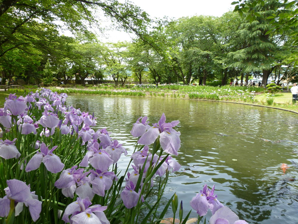 会津美里・清流宮川の桜並木と併走RUNの写真8