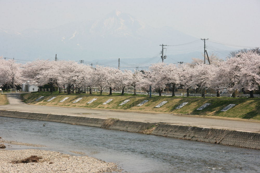 会津美里・清流宮川の桜並木と併走RUNの写真10