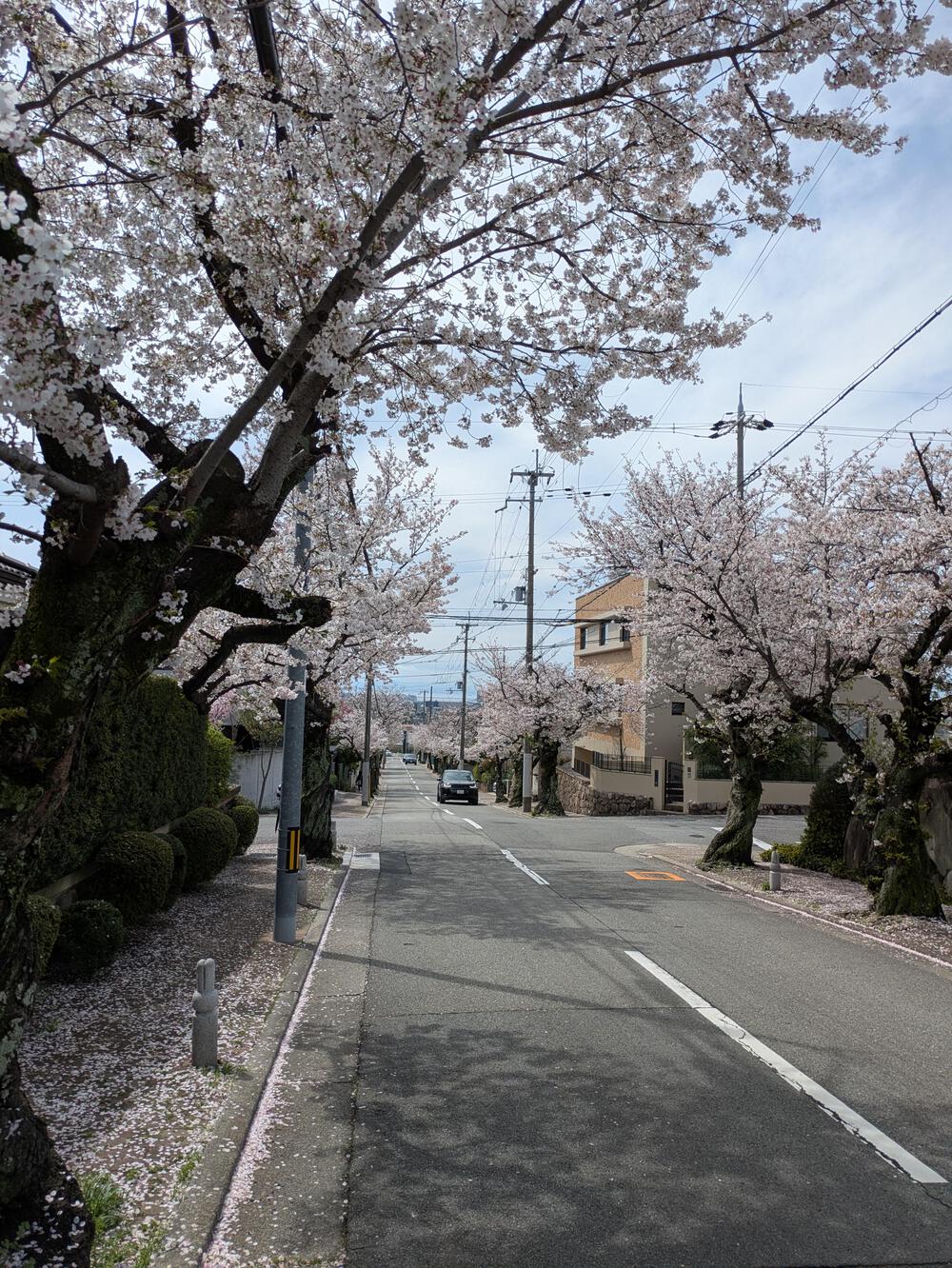 【西宮】桜のトンネルと絶景を欲張る！夙川リバーサイド＆パワースポットRUNの写真3