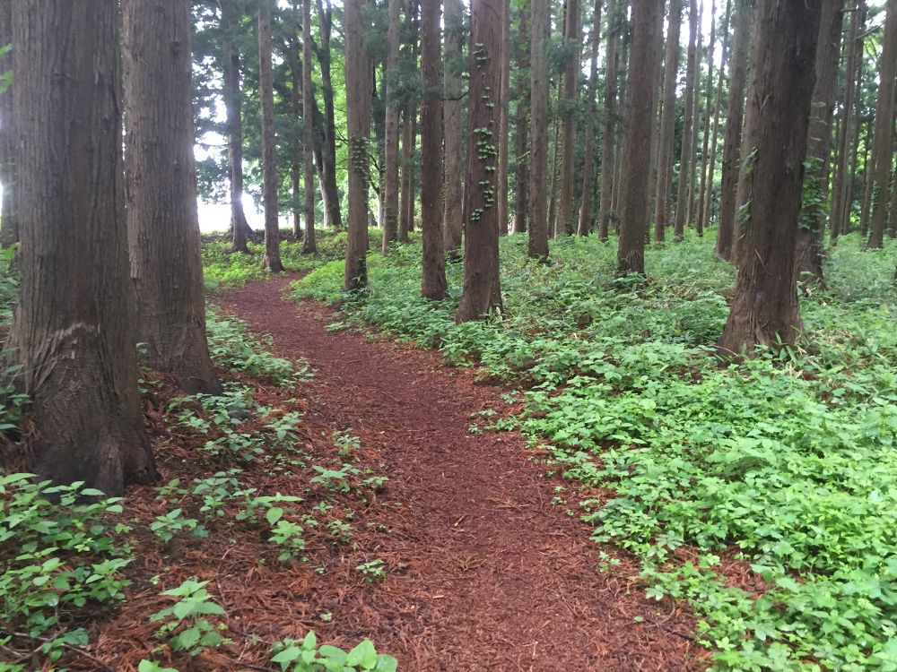 南部山運動公園〜フェリー埠頭までの意外と近いトレイルラン付きのラントリップの写真10