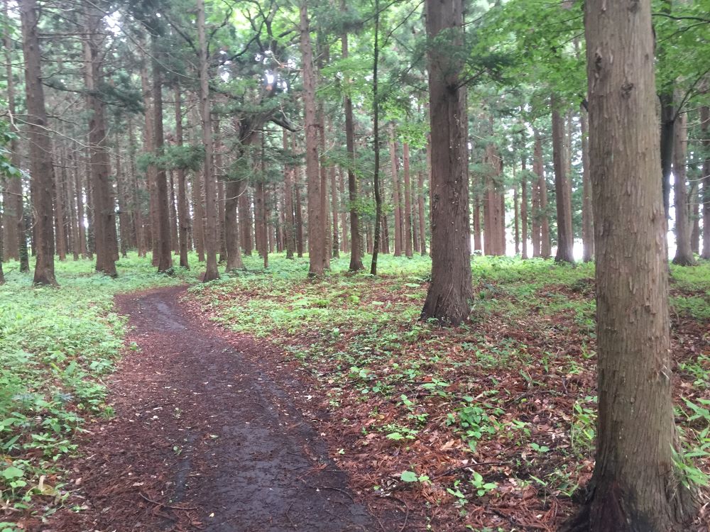 南部山運動公園〜フェリー埠頭までの意外と近いトレイルラン付きのラントリップの写真11
