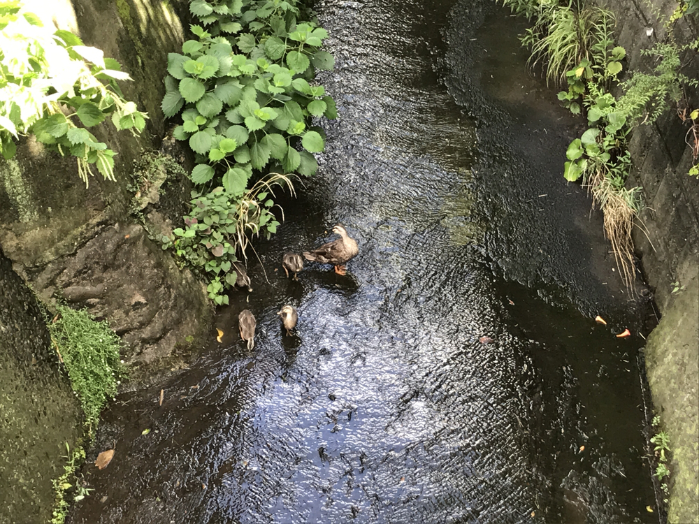 箱根駅伝 9×1/3区の写真10