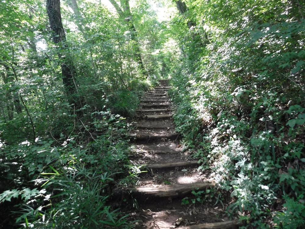 高尾城山の超大盛りかき氷と高尾のおいしいコーヒーを楽しみにがんばれるトレイルの写真8