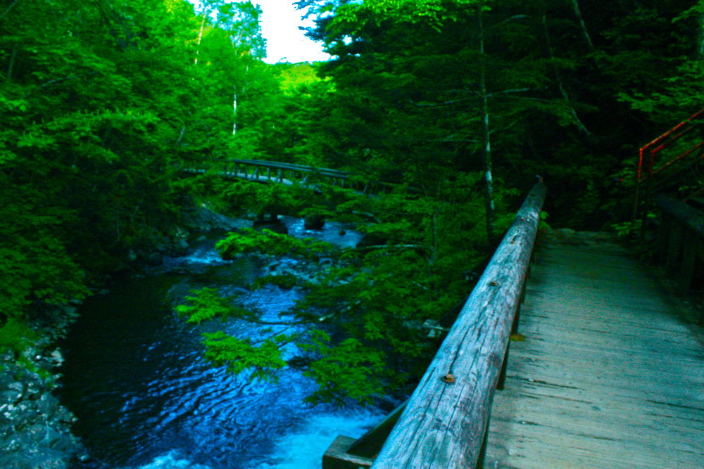 素晴らしき自然の宝庫・乗鞍高原の遊歩道の写真3