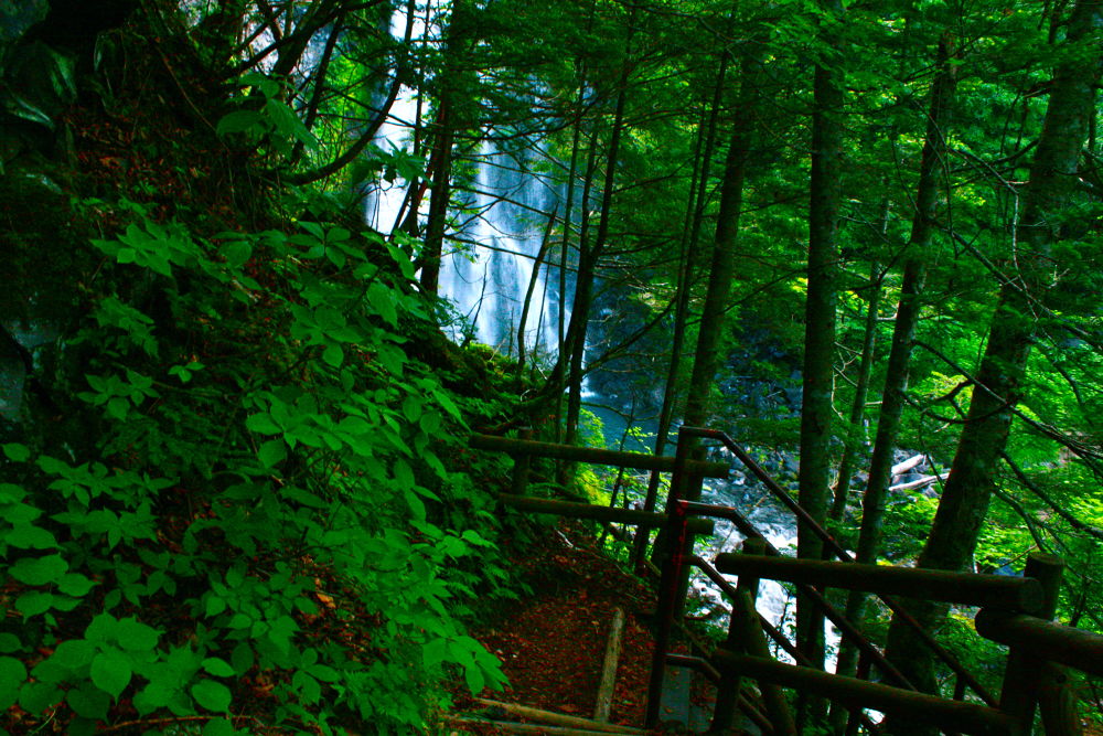 素晴らしき自然の宝庫・乗鞍高原の遊歩道の写真4