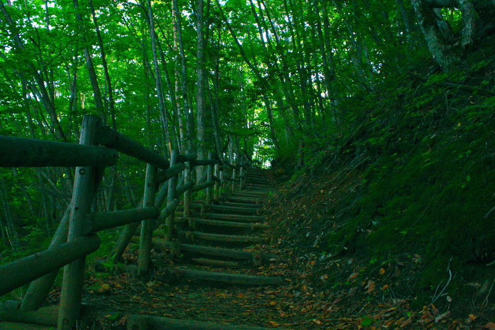 素晴らしき自然の宝庫・乗鞍高原の遊歩道の写真5