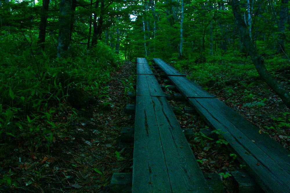 素晴らしき自然の宝庫・乗鞍高原の遊歩道の写真6