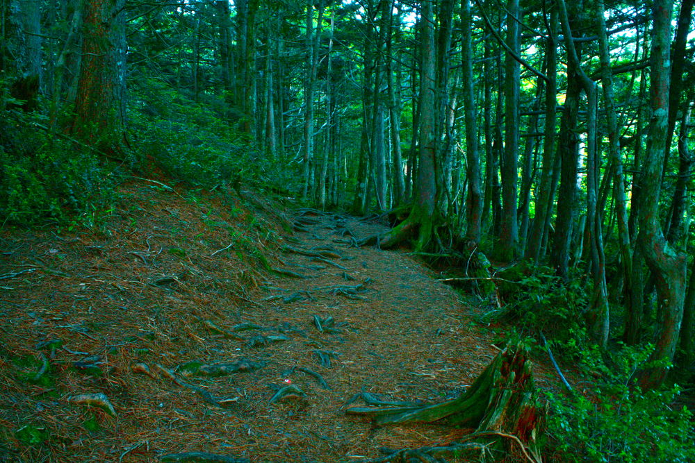 素晴らしき自然の宝庫・乗鞍高原の遊歩道の写真7