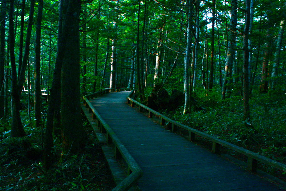 素晴らしき自然の宝庫・乗鞍高原の遊歩道の写真8