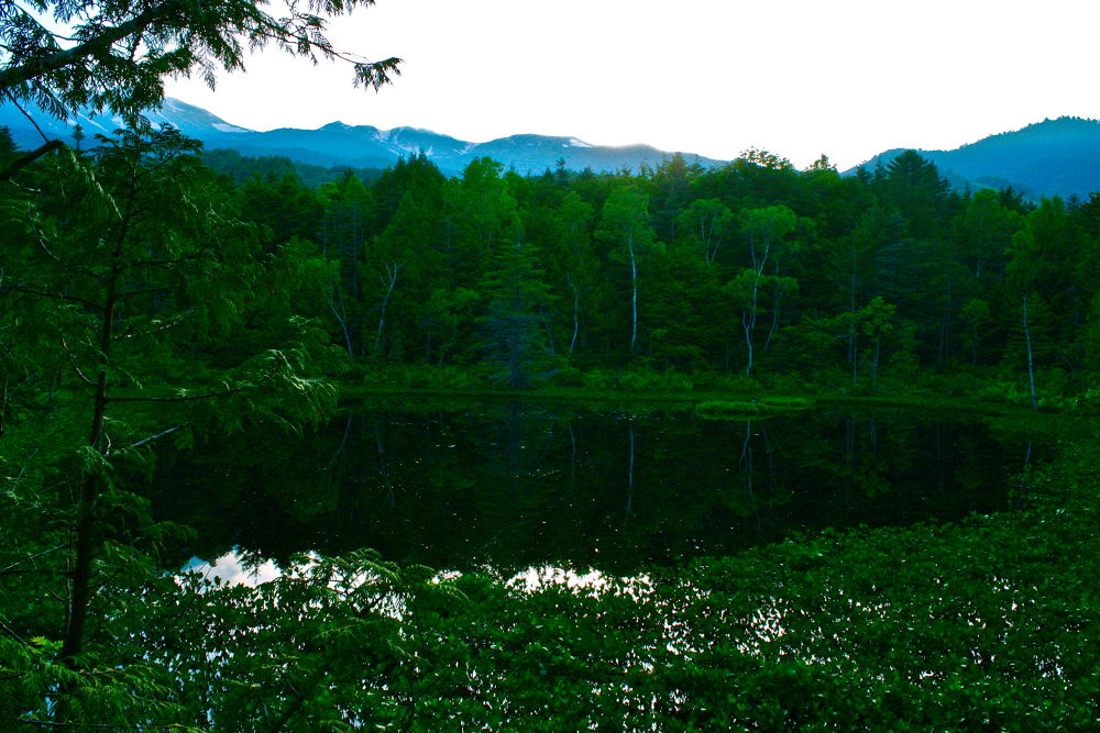 素晴らしき自然の宝庫・乗鞍高原の遊歩道の写真9