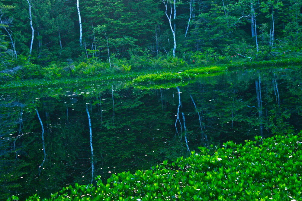 素晴らしき自然の宝庫・乗鞍高原の遊歩道の写真10