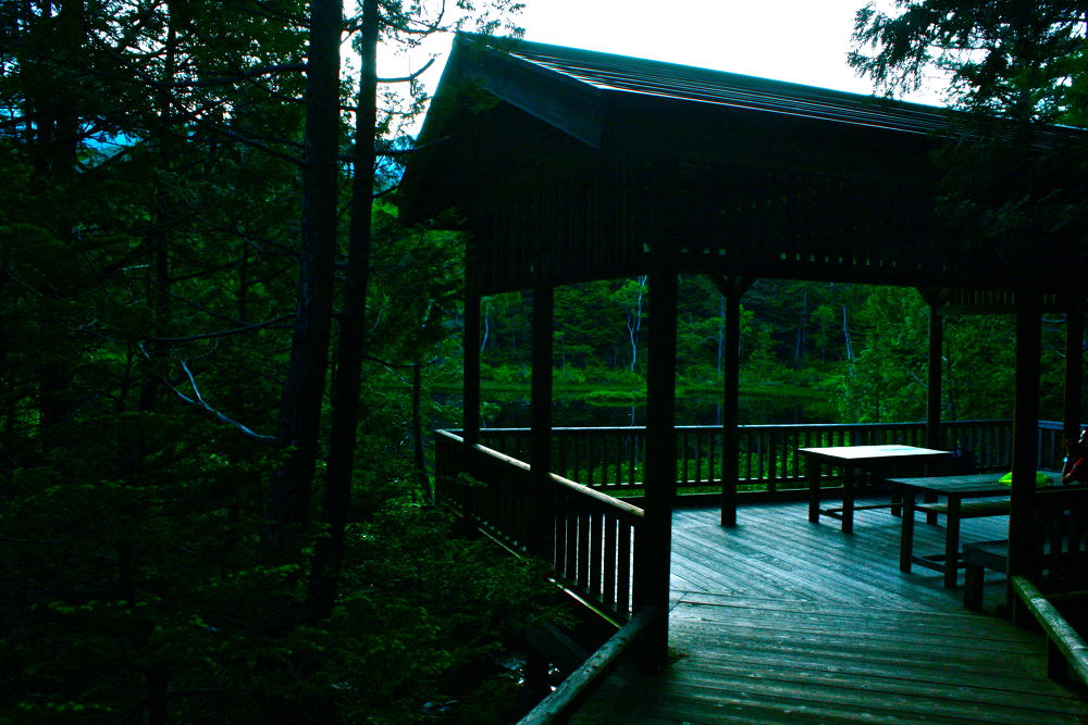 素晴らしき自然の宝庫・乗鞍高原の遊歩道の写真11