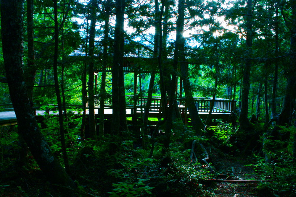 素晴らしき自然の宝庫・乗鞍高原の遊歩道の写真12