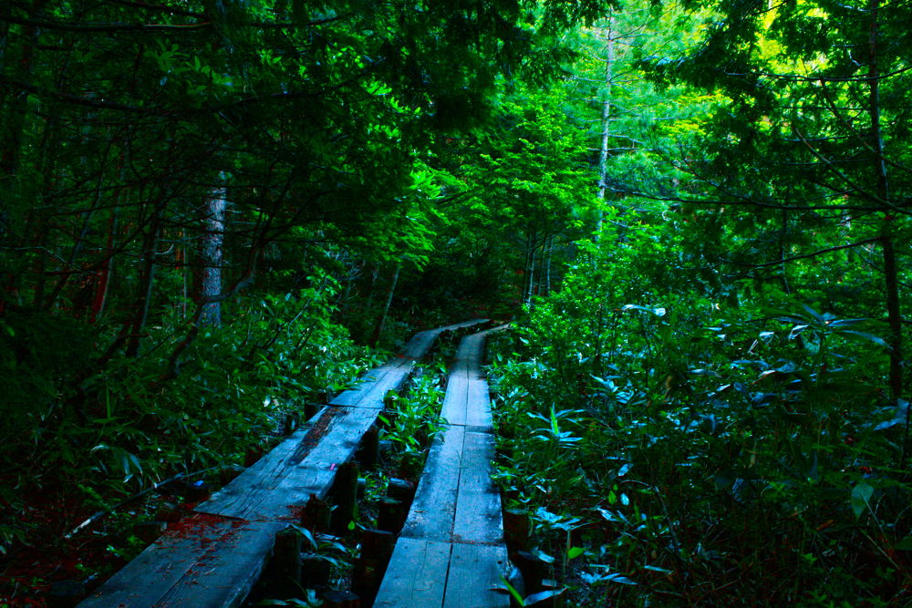 素晴らしき自然の宝庫・乗鞍高原の遊歩道の写真14