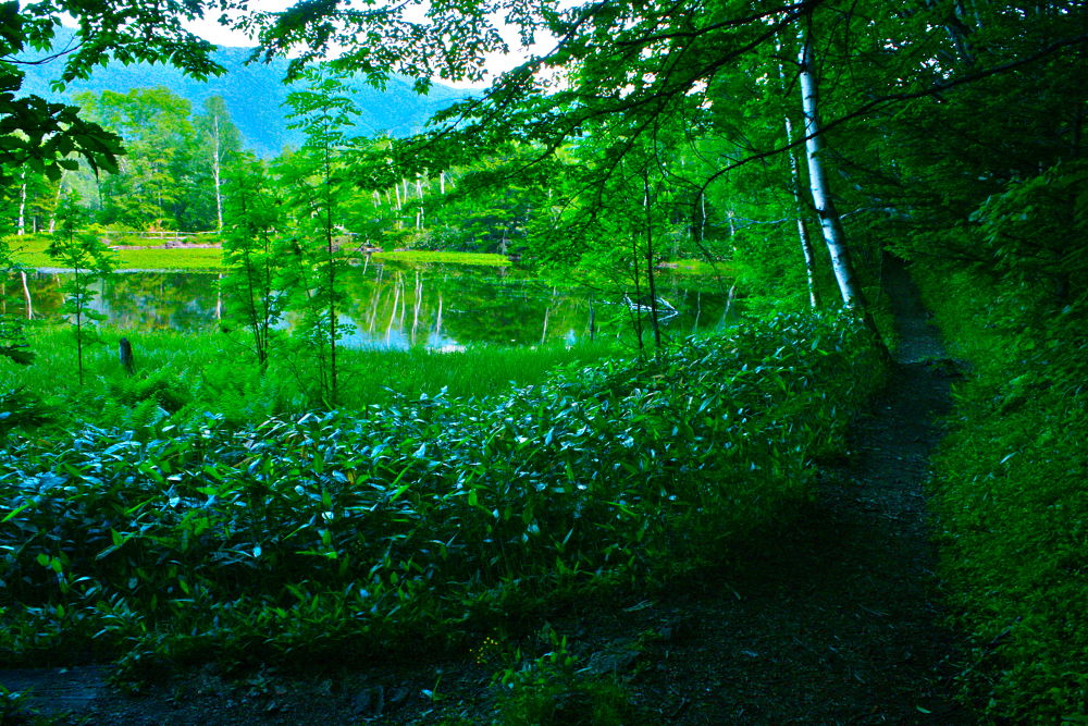 素晴らしき自然の宝庫・乗鞍高原の遊歩道の写真15