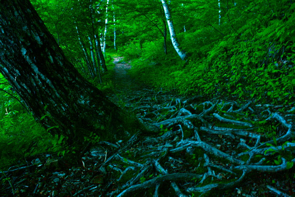 素晴らしき自然の宝庫・乗鞍高原の遊歩道の写真16