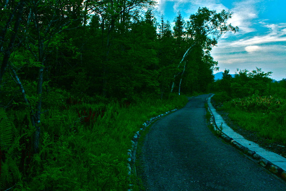 素晴らしき自然の宝庫・乗鞍高原の遊歩道の写真17