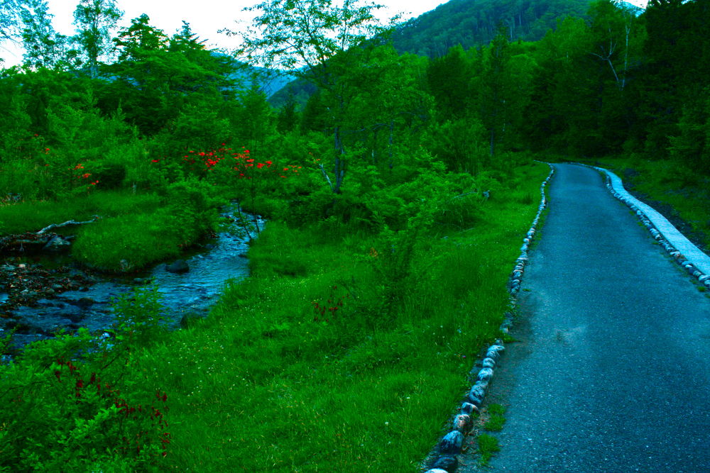 素晴らしき自然の宝庫・乗鞍高原の遊歩道の写真18