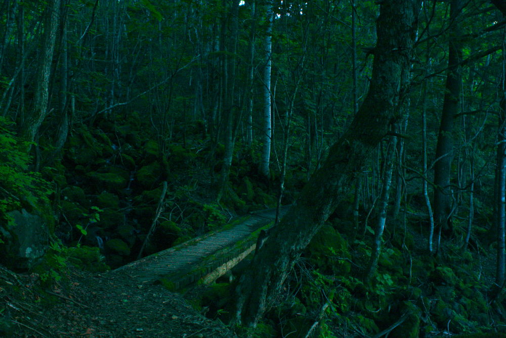 素晴らしき自然の宝庫・乗鞍高原の遊歩道の写真19