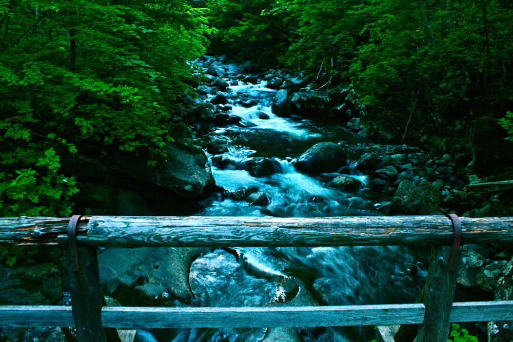 素晴らしき自然の宝庫・乗鞍高原の遊歩道の写真20