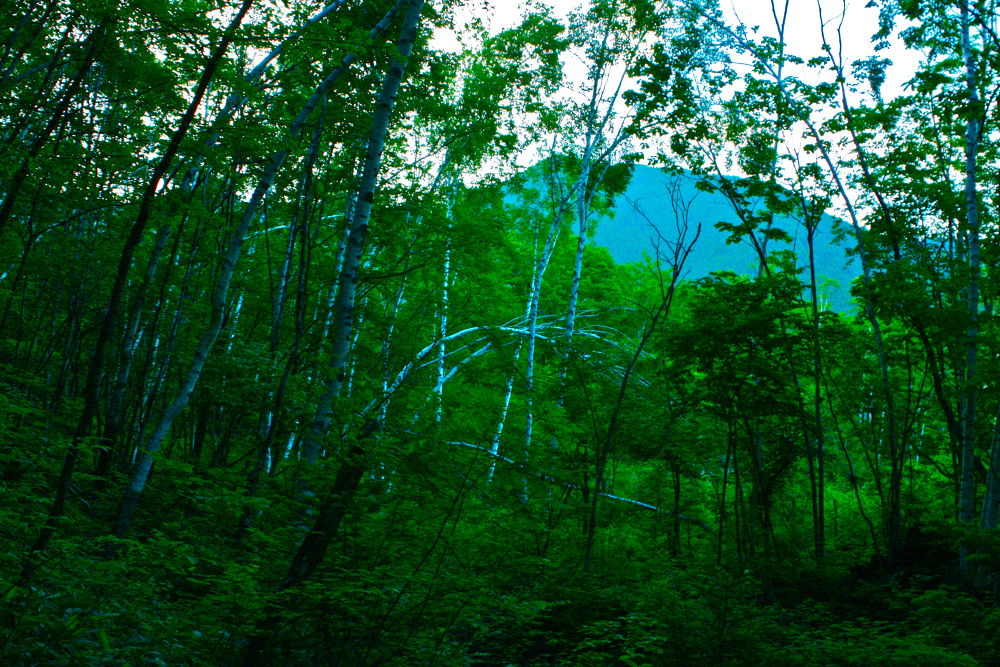 素晴らしき自然の宝庫・乗鞍高原の遊歩道の写真21