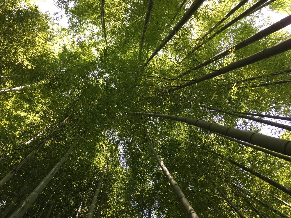 ぶらり鎌倉ラン／寺とあじさいと海、温泉とビールでフィニッシュ！の写真7