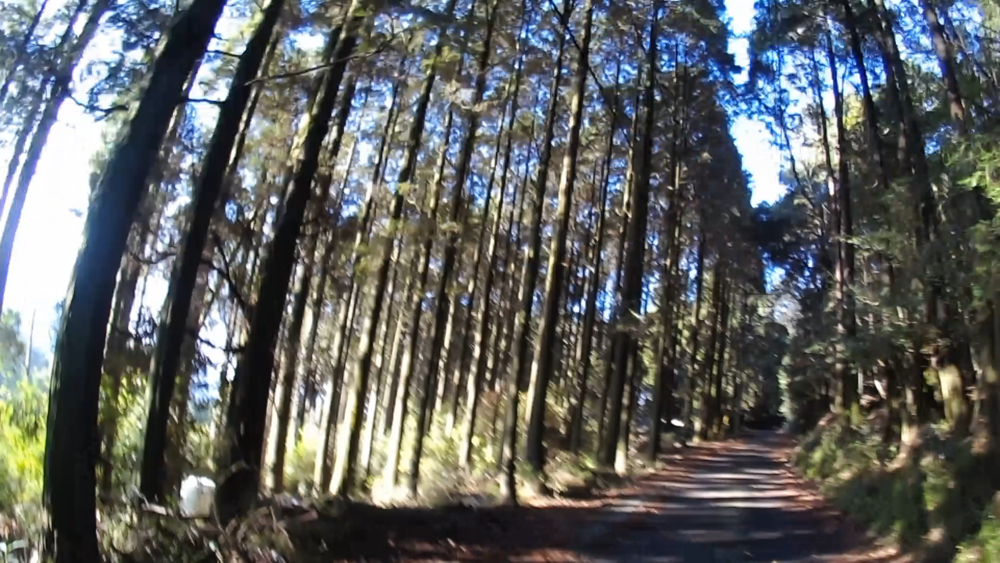 南九州鹿児島県、霧島温泉郷の湯けむりと森林浴セラピーの写真5