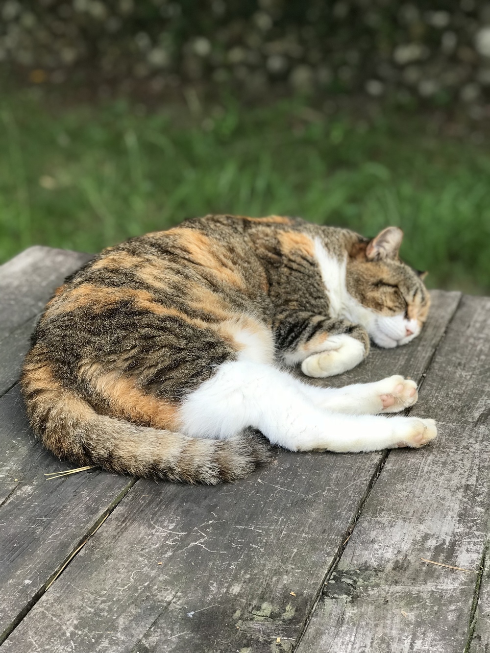 朝焼けの博多湾海岸沿いコースの写真6