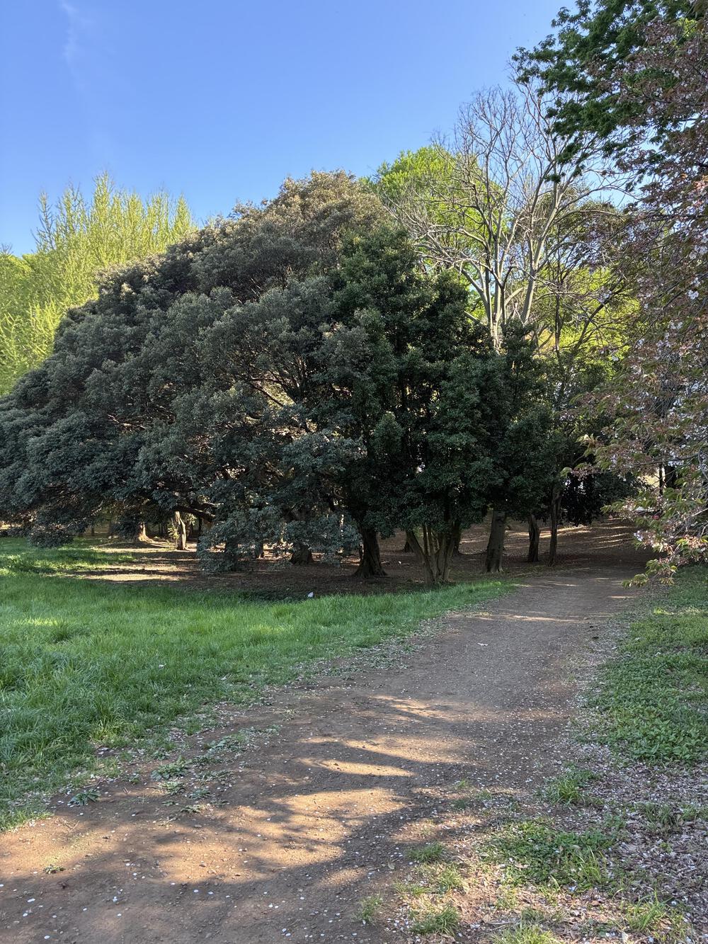 野川公園&武蔵野公園 贅沢横断周回コース 5.75kmの写真6