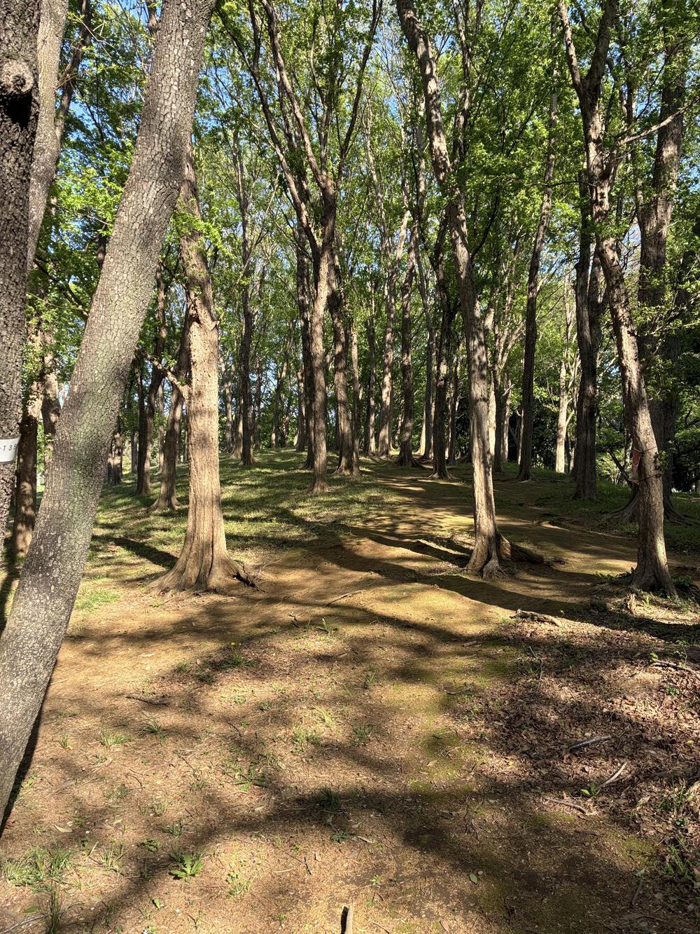 野川公園&武蔵野公園 贅沢横断周回コース 5.75kmの写真7