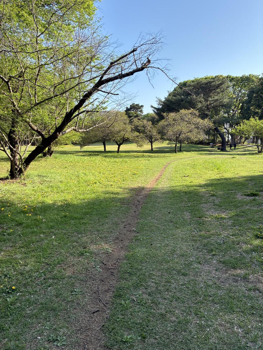 野川公園&武蔵野公園 贅沢横断周回コース 5.75kmの写真10
