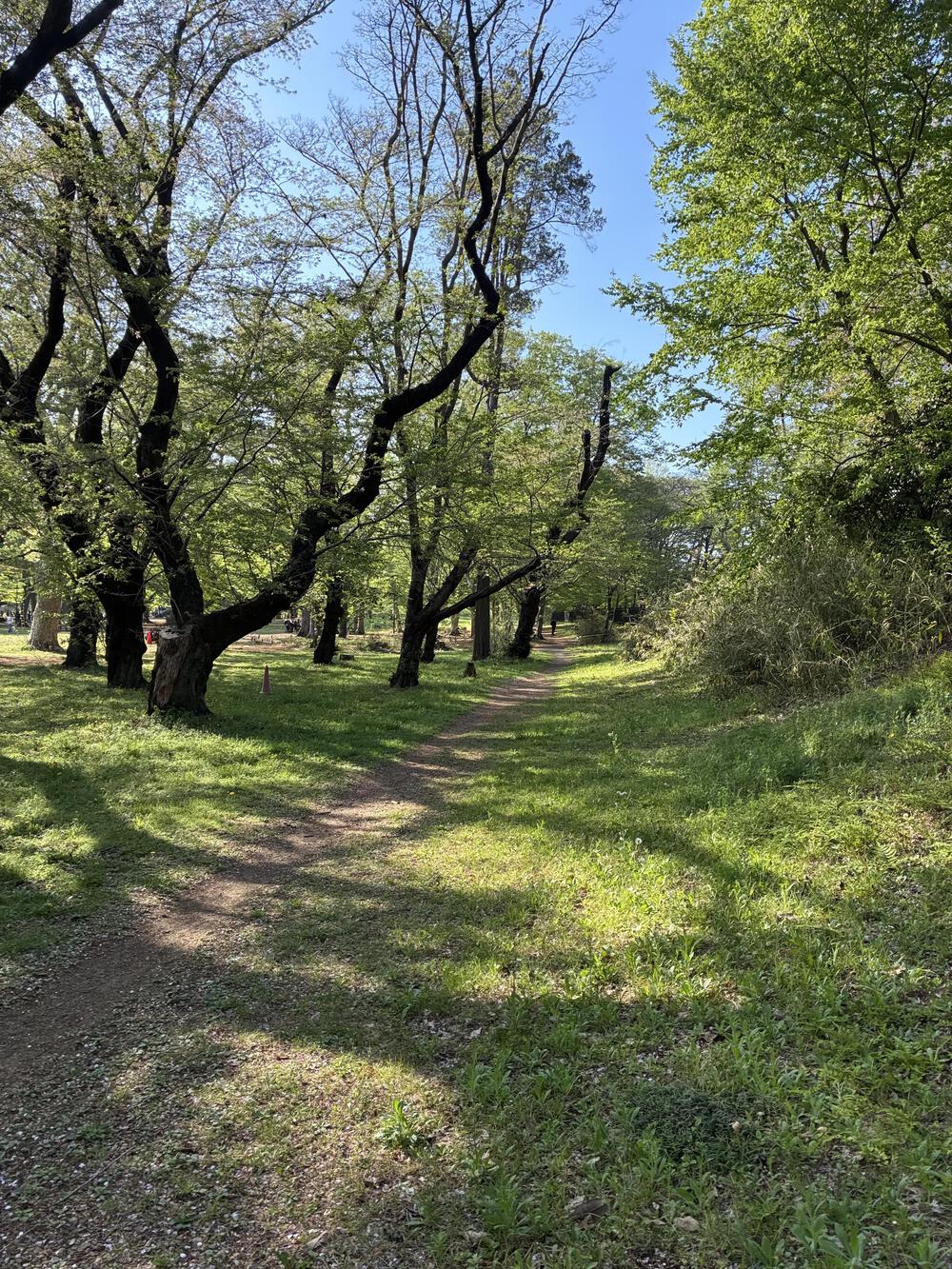 野川公園&武蔵野公園 贅沢横断周回コース 5.75kmの写真14