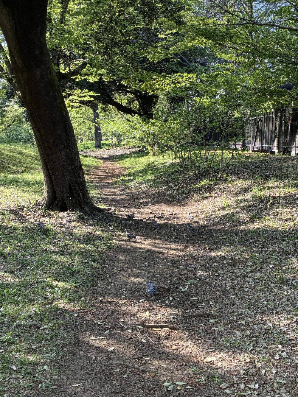 野川公園&武蔵野公園 贅沢横断周回コース 5.75kmの写真15