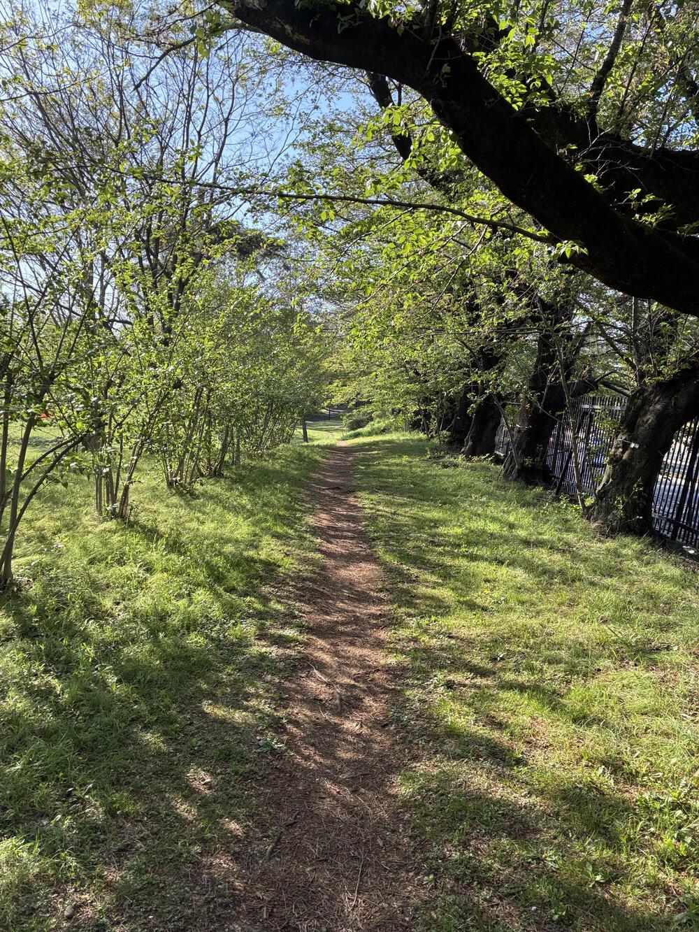 野川公園&武蔵野公園 贅沢横断周回コース 5.75kmの写真16