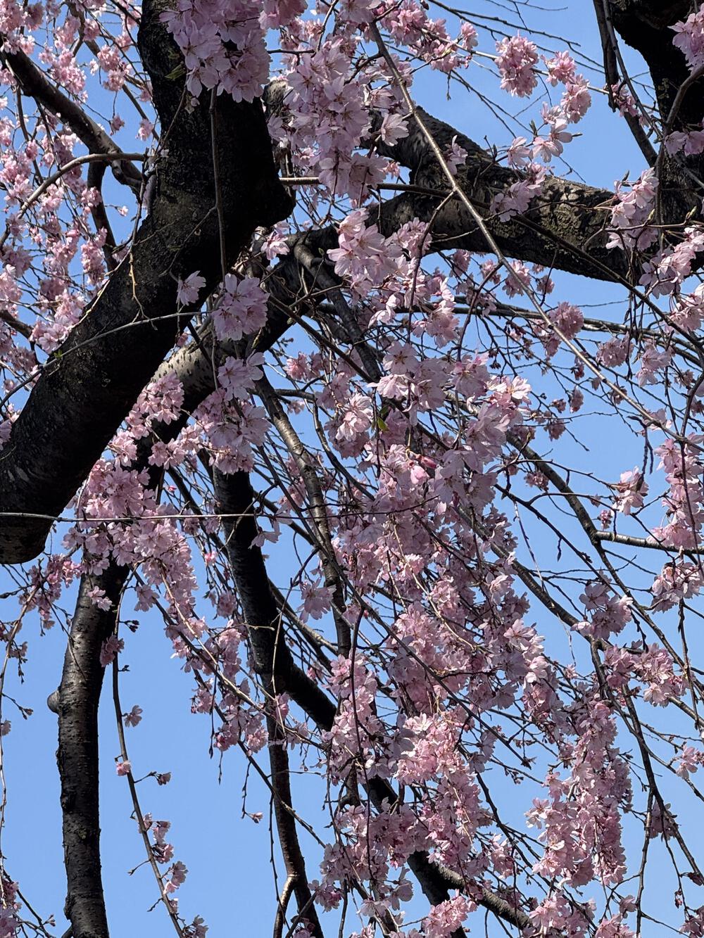 観光地をジョギングで楽しめます❣️🏃‍♂️³₃の写真5