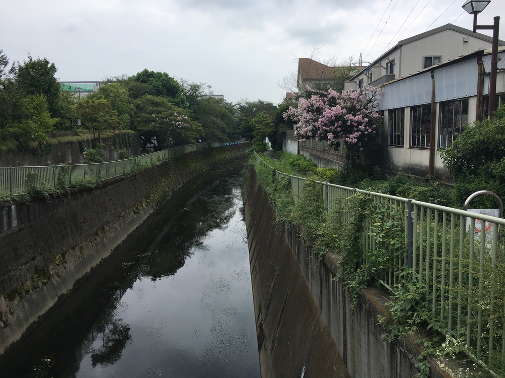 桜上水からパン屋さん、タイ屋台でビール、豪徳寺の招き猫の周回ランの写真9