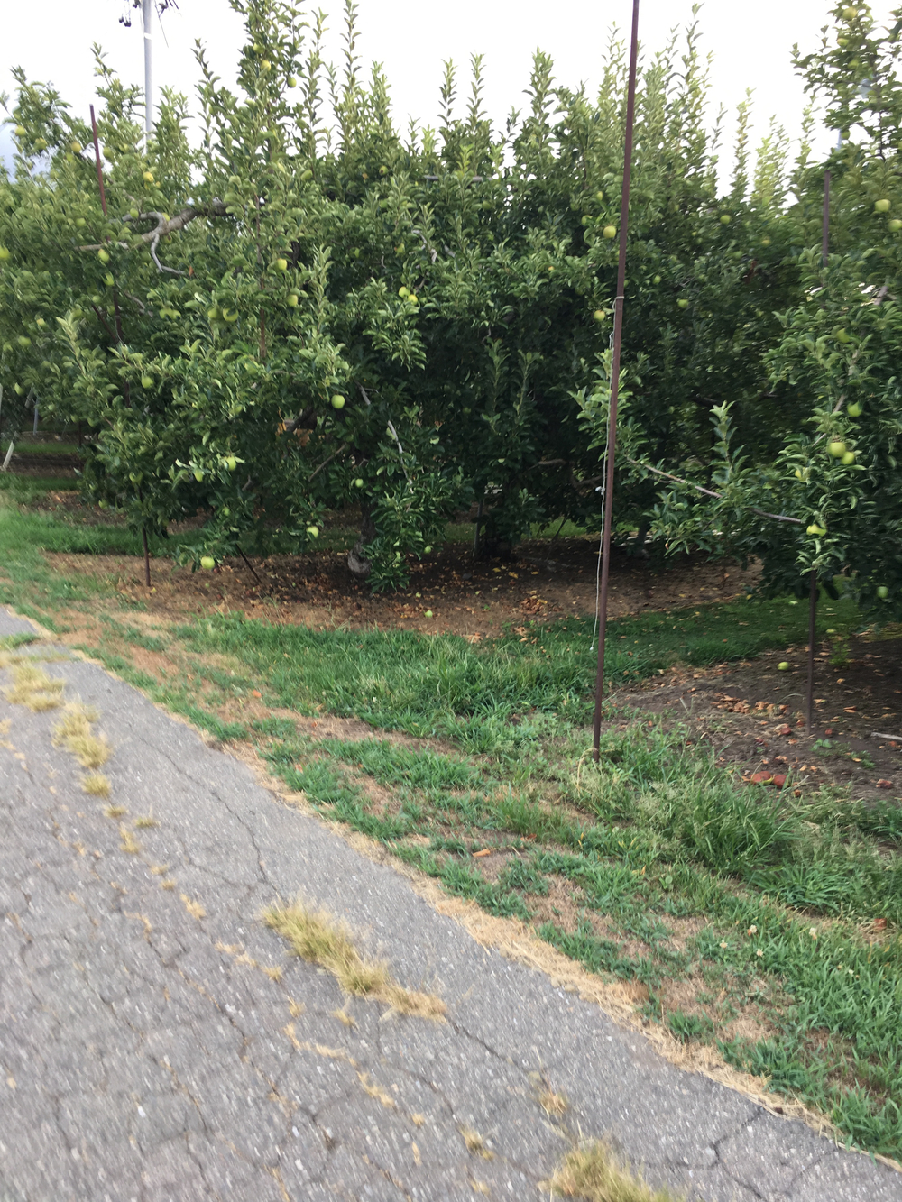 伊那市の自然を走るの写真4