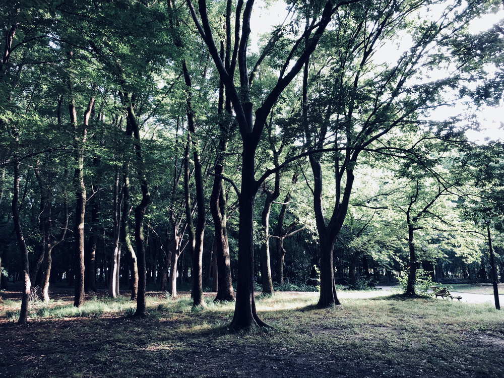 大阪城トレイルラントレーニングコースの写真5