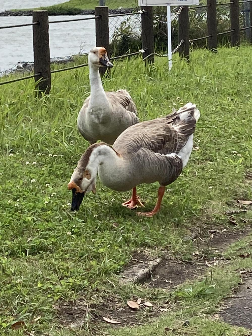 茨城県神栖市🦢神之池緑地公園🦆の写真3