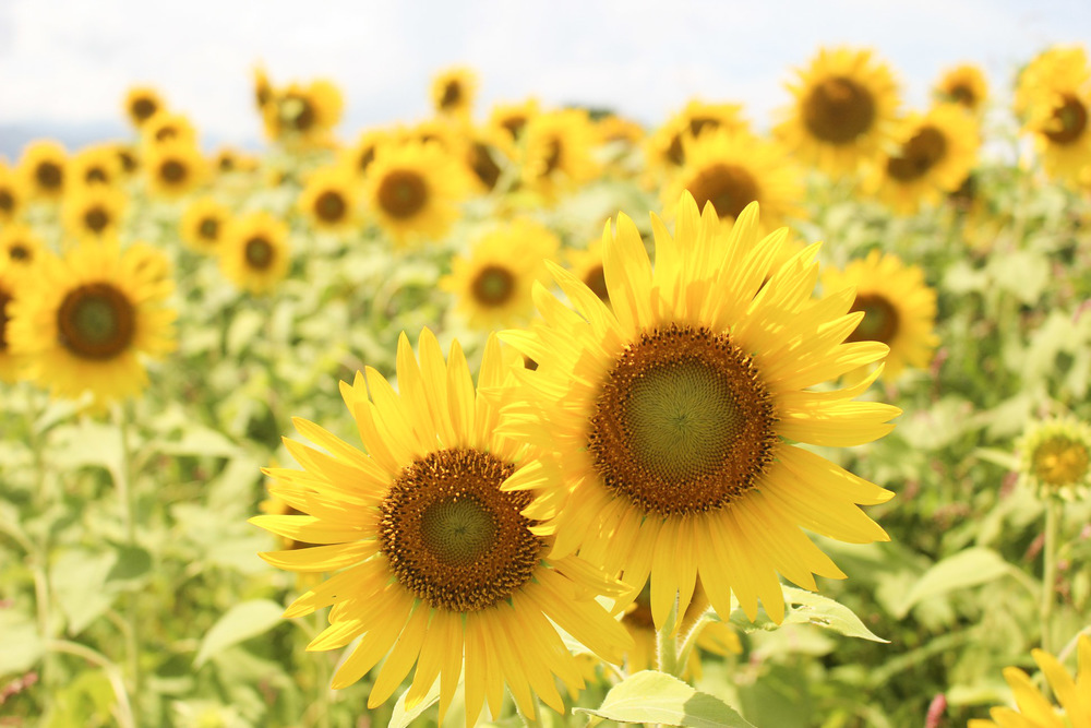ひまわり畑と湧き水を巡るSummer Runtrip の写真3