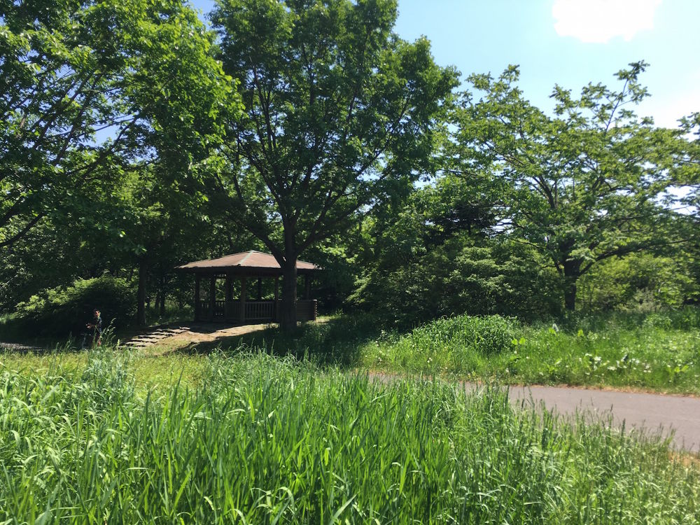 緑に囲まれ開放的！札幌「前田森林公園」園内ランニングコース（約2.5km）の写真5
